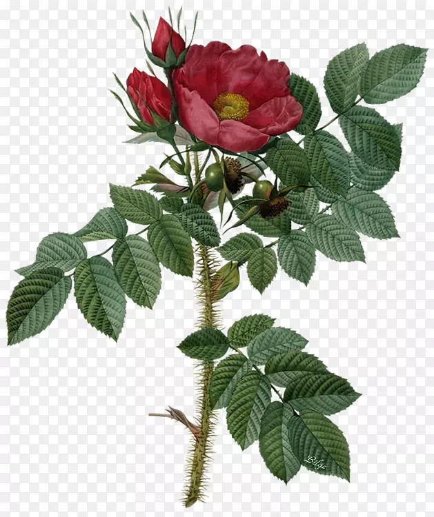 花园玫瑰，植物学插画，玫瑰