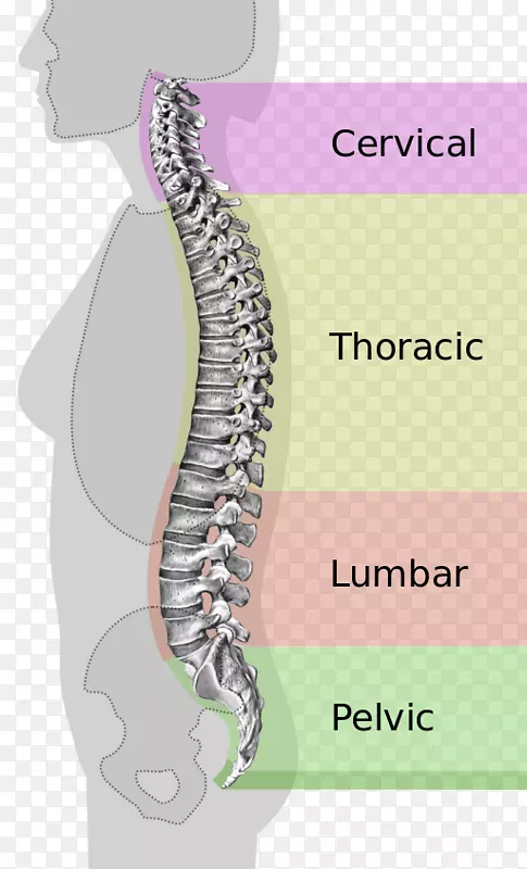 脊柱中立型脊柱腰椎韧带-椎孔