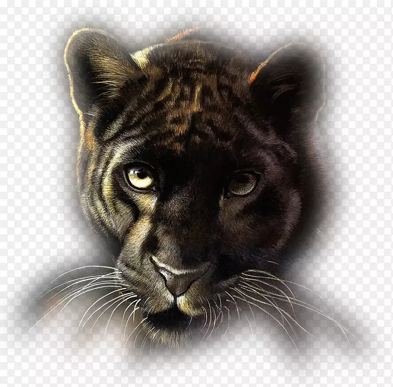 狮子猫科虎豹-狮子