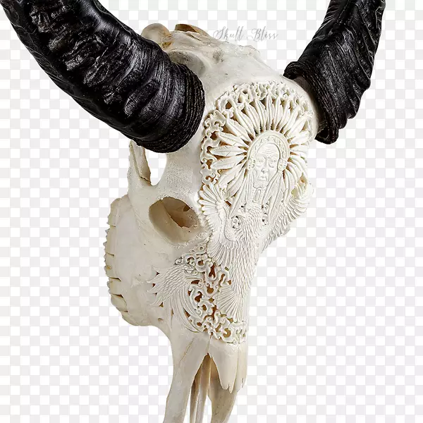 牛角动物头骨