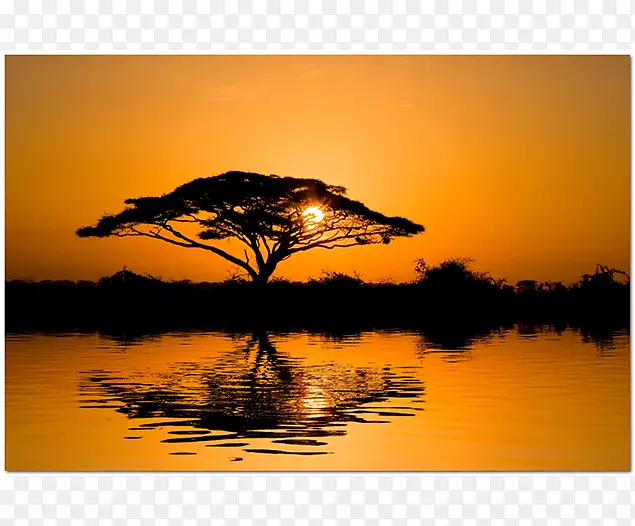 瓦特树非洲日落墙贴花树