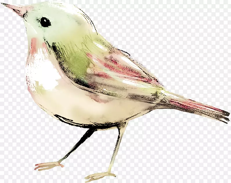 鸟水彩画剪贴画-鸟