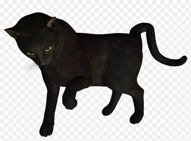 黑猫孟买猫哈瓦那棕色家养短毛猫须