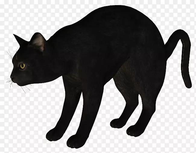 黑猫古拉特哈瓦那棕色马克斯猫剪影
