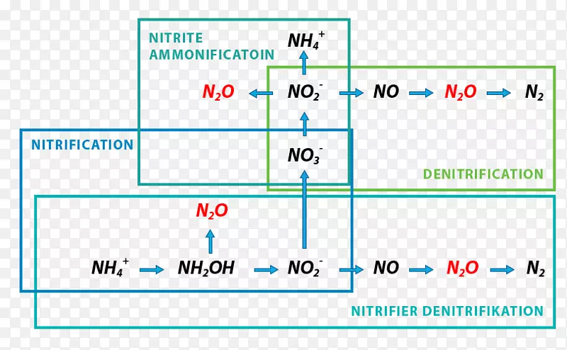 同时硝化-反硝化细菌-氧化亚氮