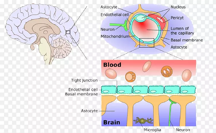 中枢神经系统血脑屏障膜.药物传递