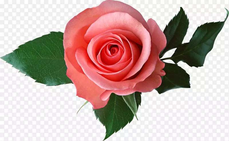 玫瑰粉色剪贴画-玫瑰