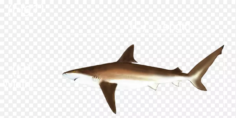 安魂利鲨鱼动物群海洋生物-澳大利亚规则