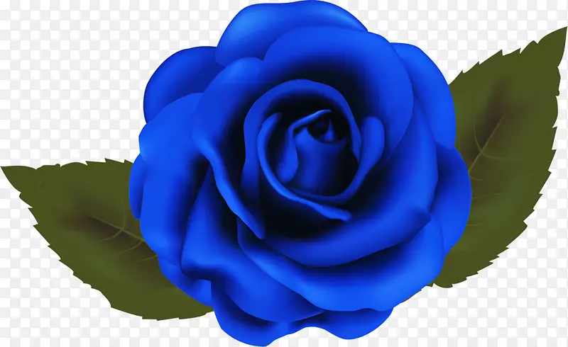 花园玫瑰，蓝色玫瑰，海滩玫瑰，卷心菜玫瑰，蓝色玫瑰