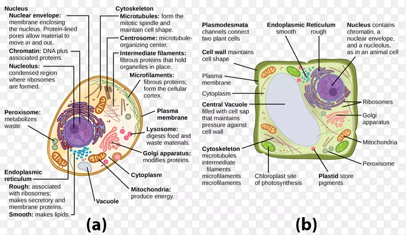 植物细胞Cèl·Lula动物液泡细胞器-植物