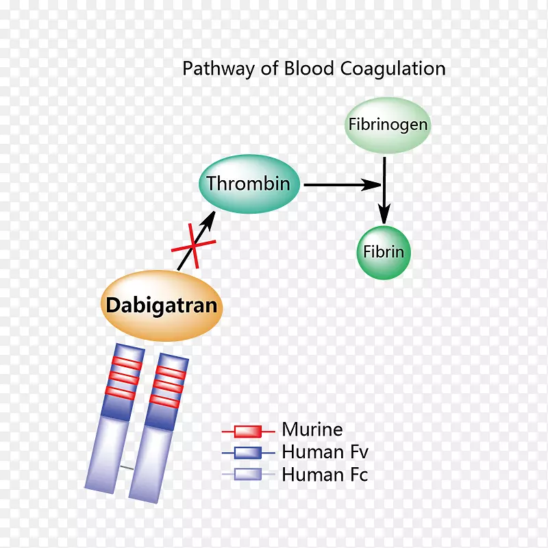idarucizumab dabigatran品牌单克隆抗体标志-视网膜出血
