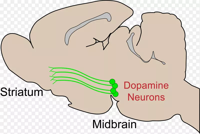 纹状体多巴胺能细胞群中脑多巴胺能通路-脑