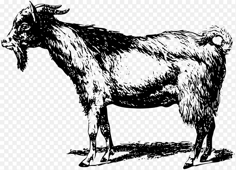 波尔山羊盎格鲁-努比亚山羊剪贴画-绵羊