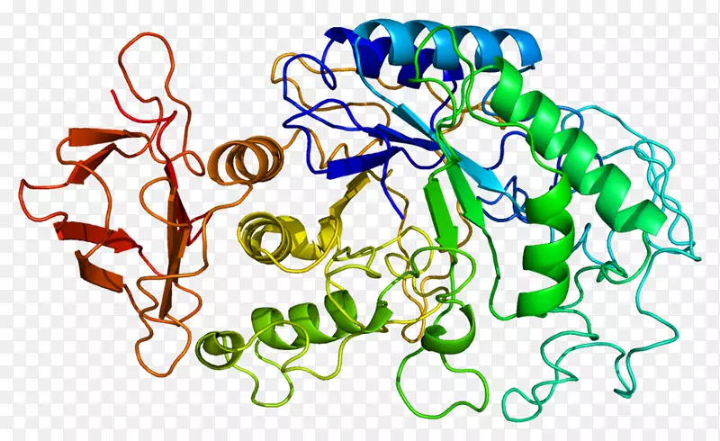 α-淀粉酶1a AMY2B酶蛋白