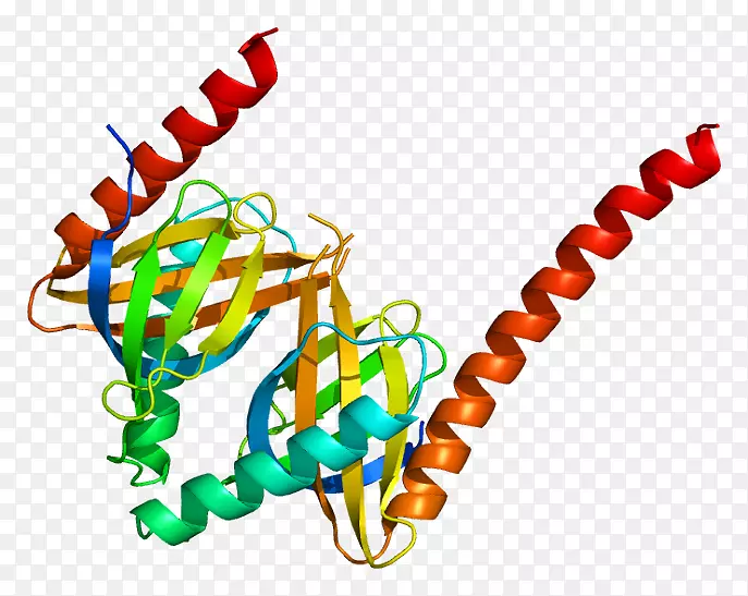 APP 1信号转导适配器蛋白内小体颗粒