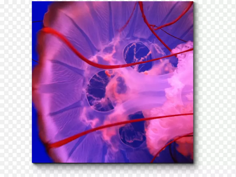 水母鱼群摄影“模块化”-水母