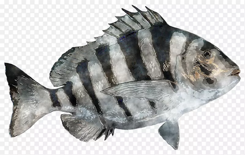 罗非鱼-人牙智人海洋生物-水彩画捕鱼