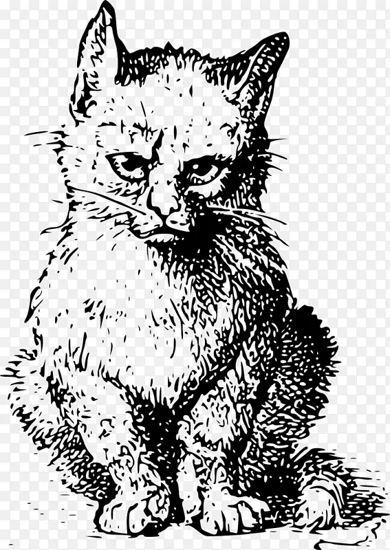 脾气暴躁的猫Schr dinger的猫明信片贺卡和便笺卡-猫