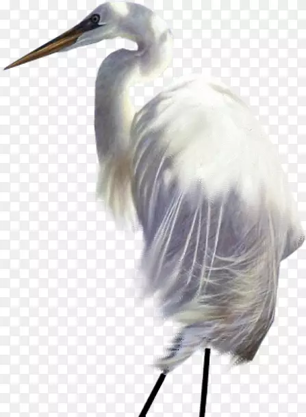 大白鹭白鹳福建白鹤喙羽