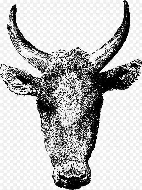 得克萨斯州长角牛，安格斯牛，剪贴画