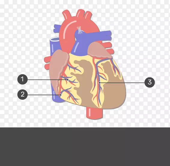 人体解剖心脏循环系统人体-心脏
