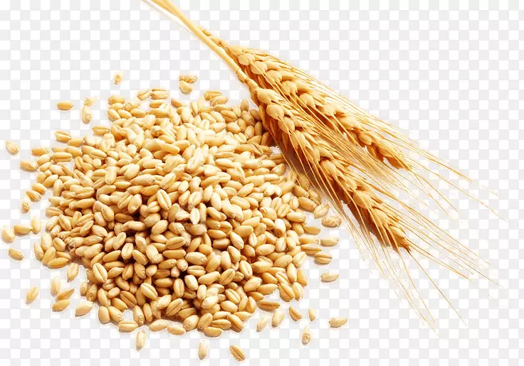 谷物收获-水稻