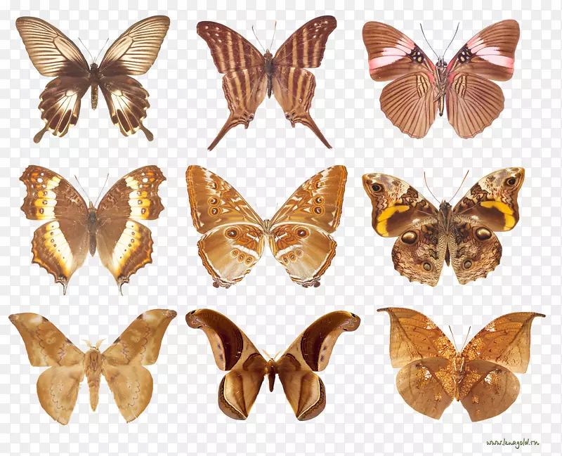 毛茸茸的蝴蝶和飞蛾动物10.Бабочки-金蝶节