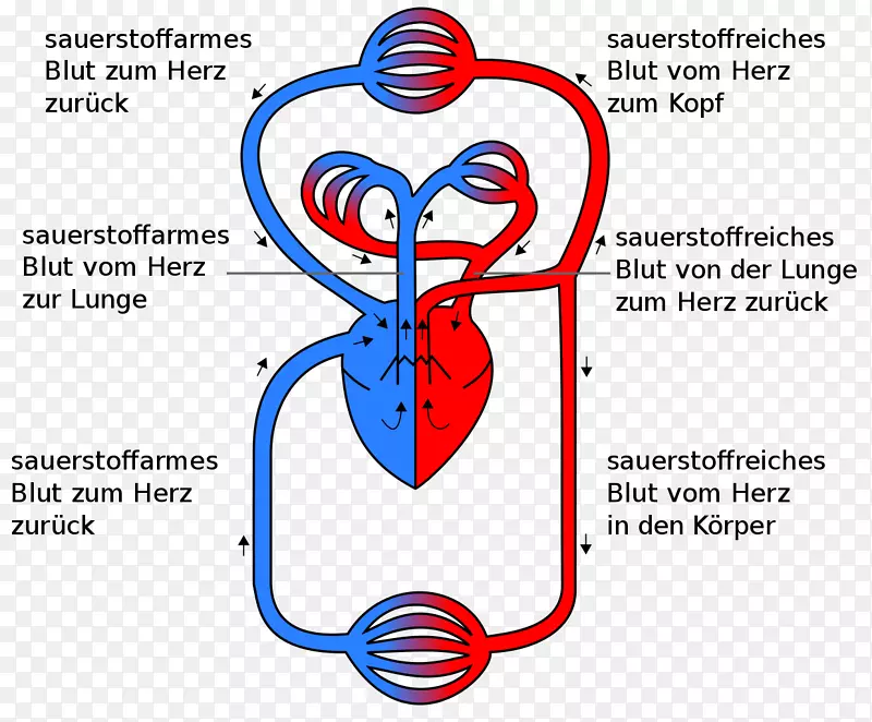 循环系统肺循环心脏气体交换解剖心脏