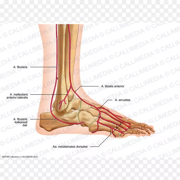 足部弓状动脉-内分泌系统