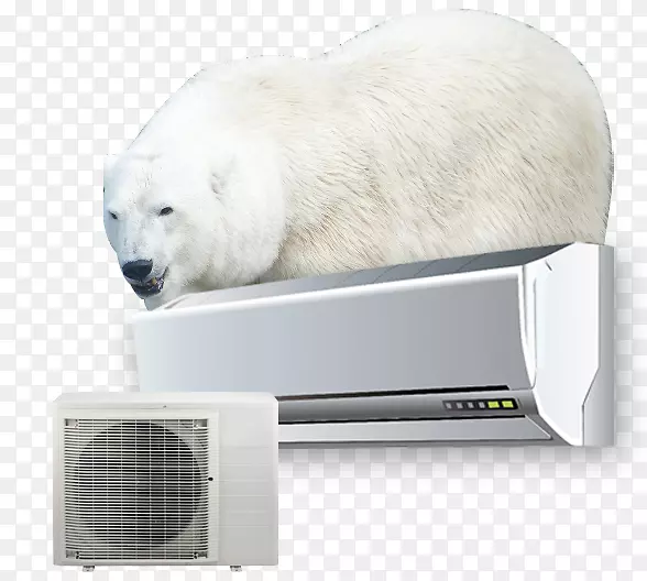 北极熊鼻子-北极熊