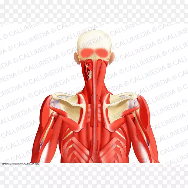 颈部肌肉系统肌肉后三角头颈解剖人体喉部肌肉