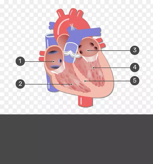 心脏瓣膜、二尖瓣、主动脉瓣、冠状动脉循环-心脏