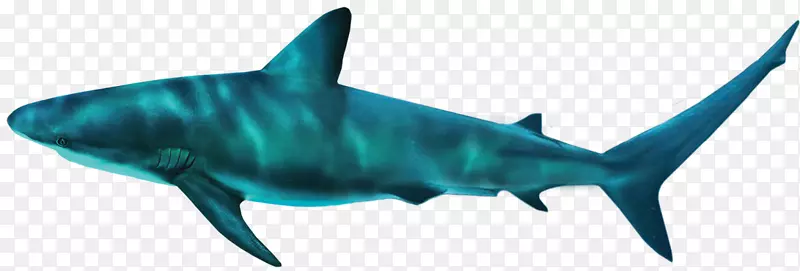 虎鲨亚特兰蒂斯，棕榈大白鲨