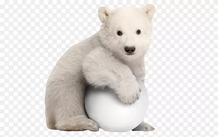 北极熊摄影-免费北极熊