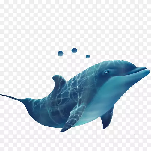 普通宽吻海豚斑点海豚短喙普通海豚粗齿海豚图库西海豚