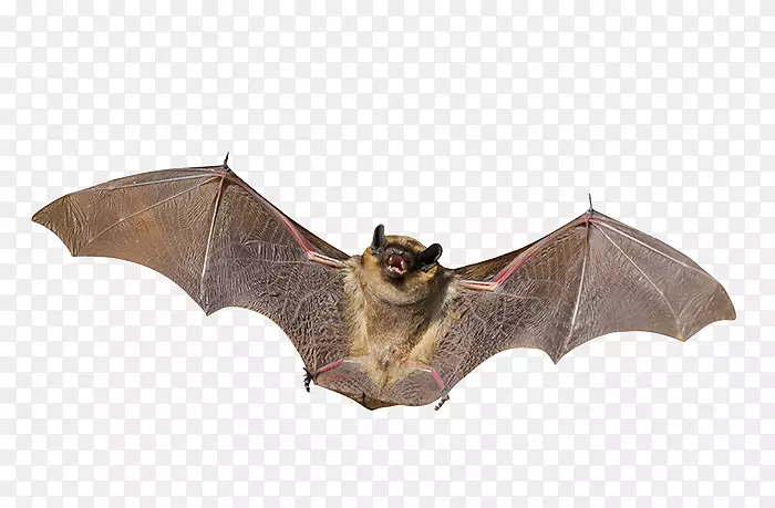 小棕蝙蝠夜生活-蝙蝠