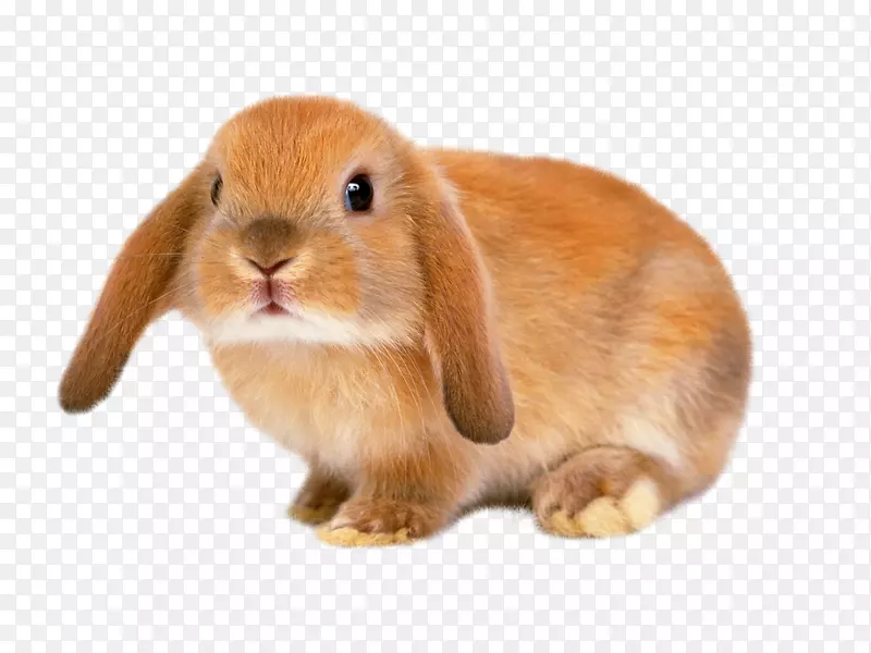 荷兰LOP狮头兔leporid家养兔弗拉芒大兔