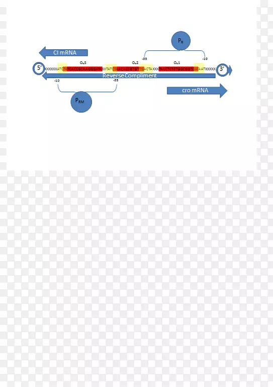 CRO抑制基因家族lambda噬菌体启动子的构建