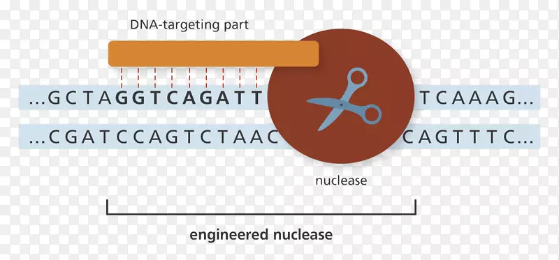 基因组编辑遗传学核酸酶dna-genoma瑞士生物技术