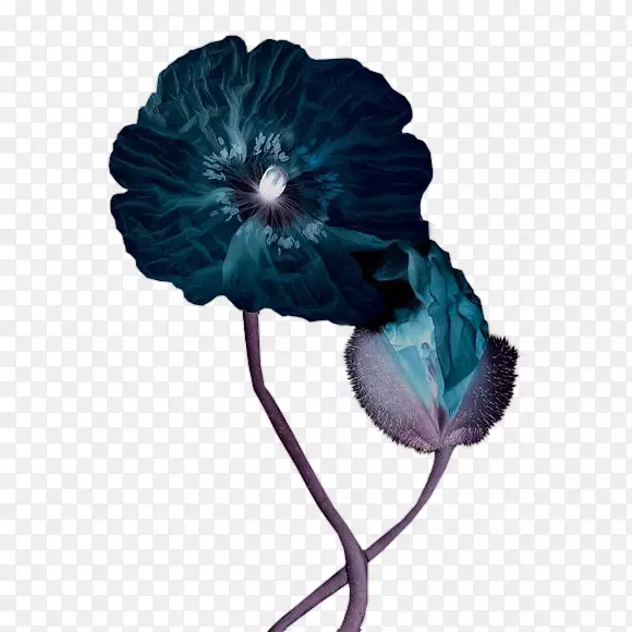 花瓣剪贴画-花