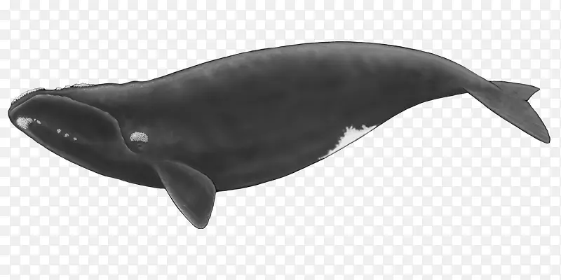 北大西洋露脊鲸，北太平洋露脊鲸，南露脊鲸