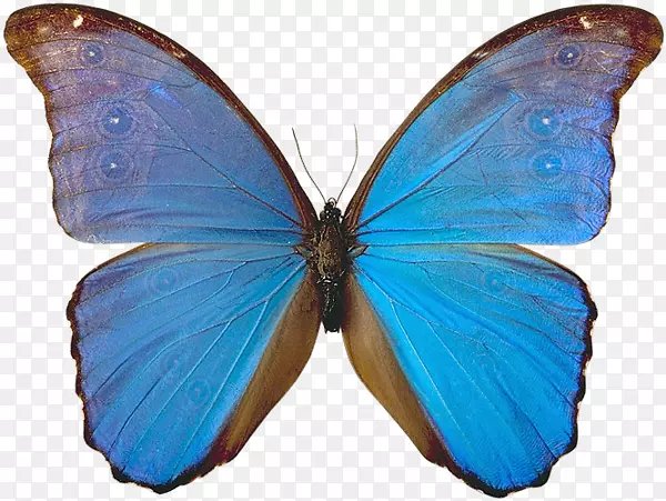 帝王蝴蝶，昆虫，有翅膀的蝴蝶，蓝蝴蝶