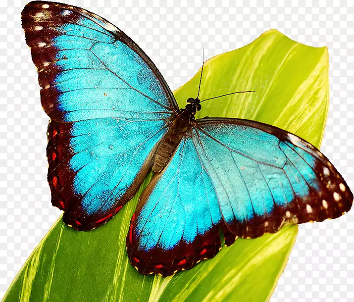 蝴蝶教师-教师生物生命周期教育-蝴蝶