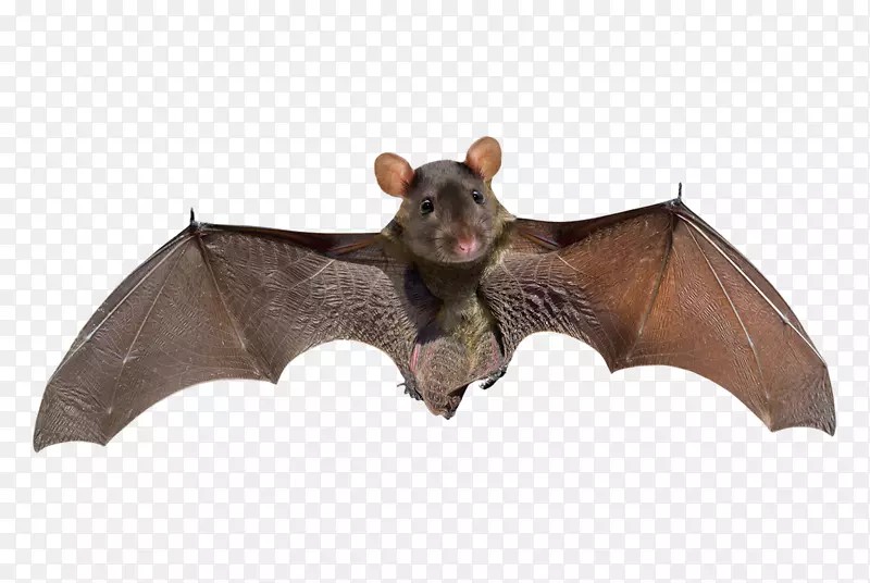 小棕色蝙蝠摄影，大棕色蝙蝠，小蝙蝠，基蒂的猪鼻子蝙蝠