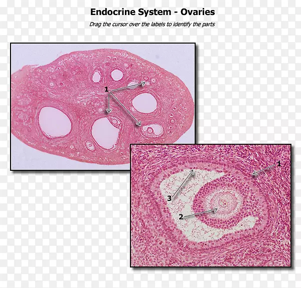 卵巢人体解剖组织学膀胱解剖