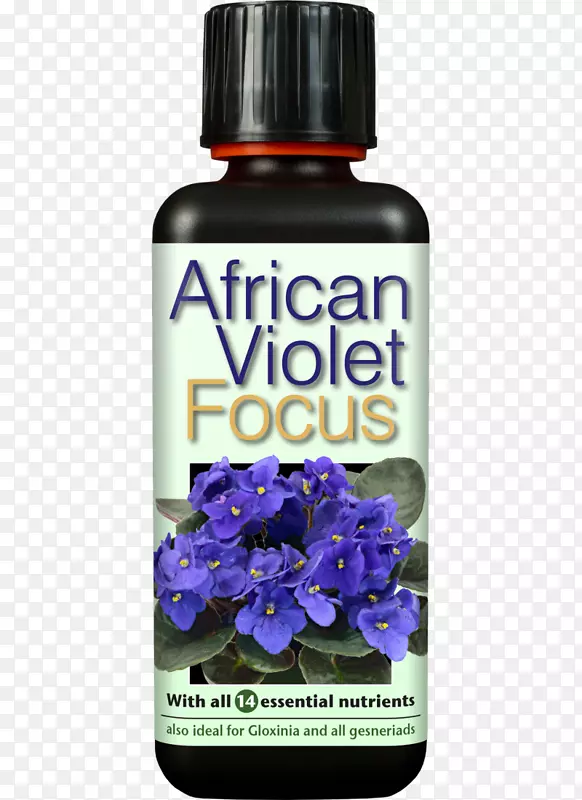 营养型非洲紫罗兰.非洲紫罗兰