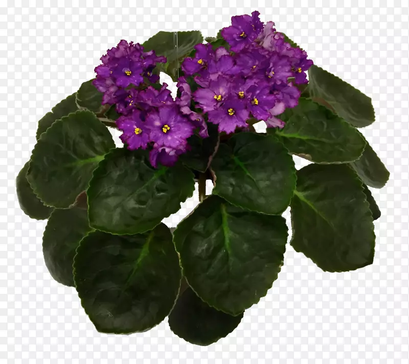 花盆草本植物-非洲紫罗兰