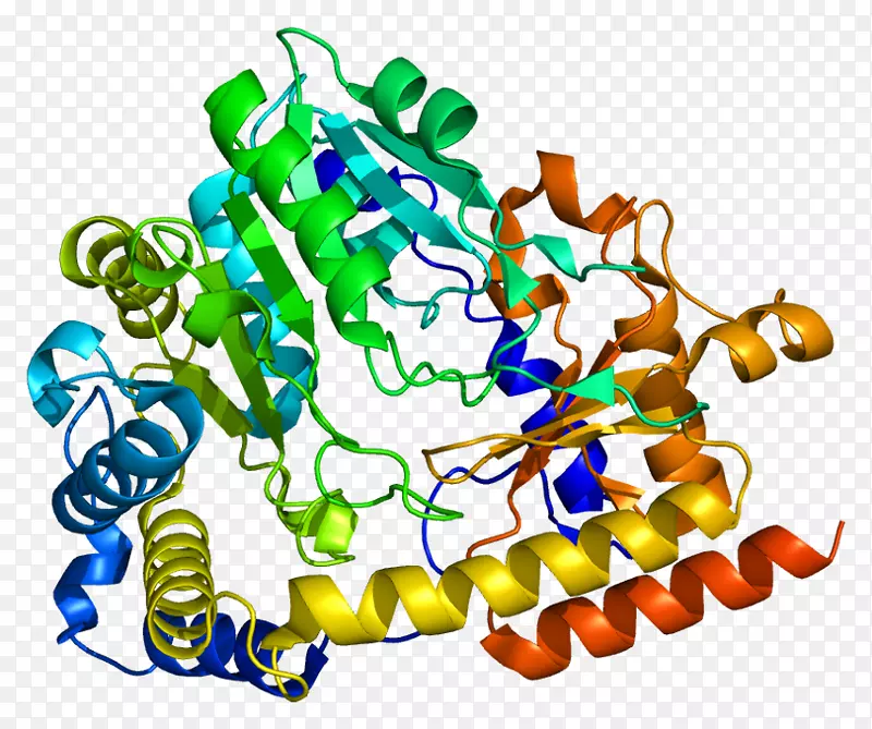 蛋白质kyat1d-氨基酸氧化酶激活转氨酶-酶