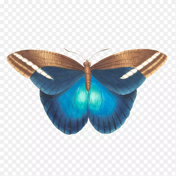 蝴蝶，细翅蝴蝶，飞蛾，昆虫，墨涅拉乌斯蓝，变形蝴蝶