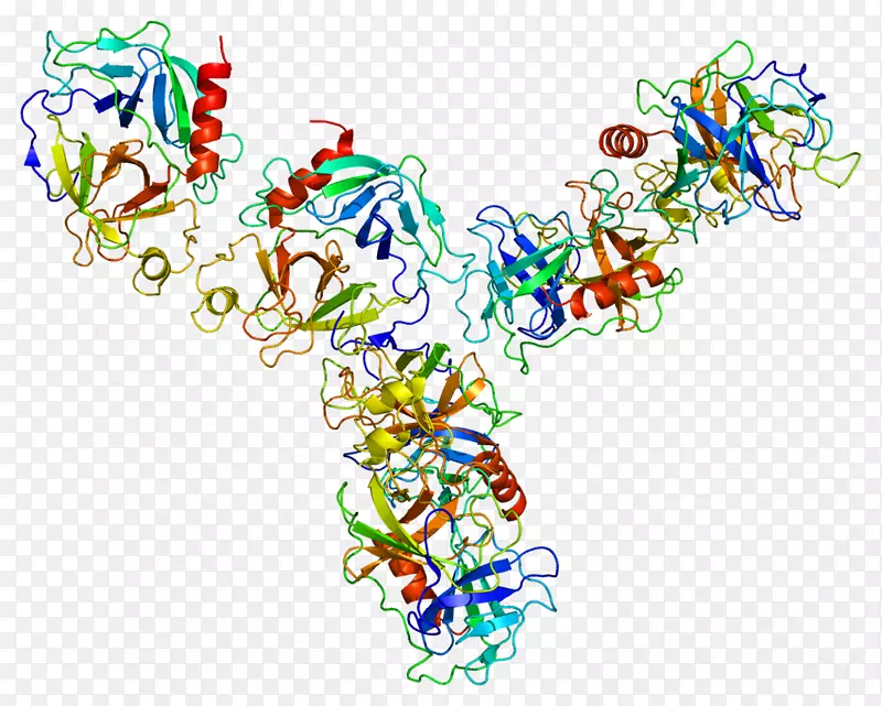 粒酶gzma蛋白人白细胞抗原MHCⅡ类